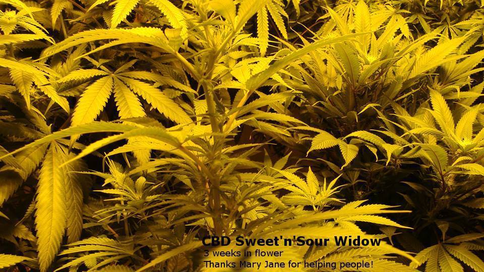 CBD Crew - CBD Sweet and Sour Widow (reg.)