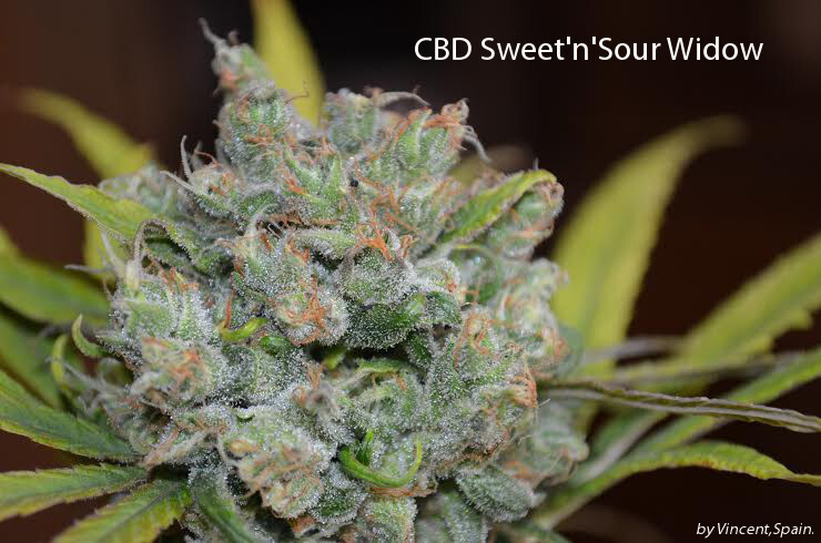CBD Crew - CBD Sweet and Sour Widow (reg.)