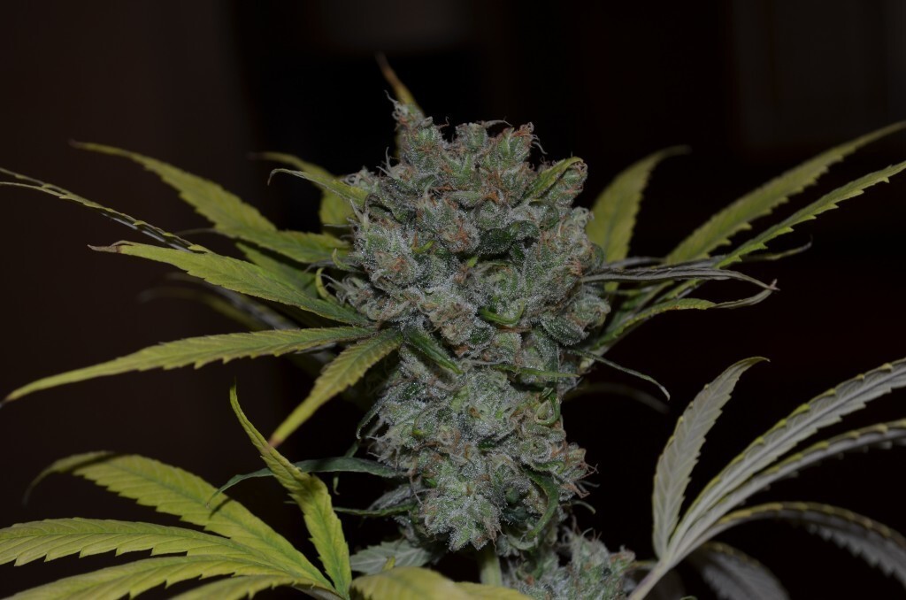 CBD Crew - CBD Sweet and Sour Widow (reg.)
