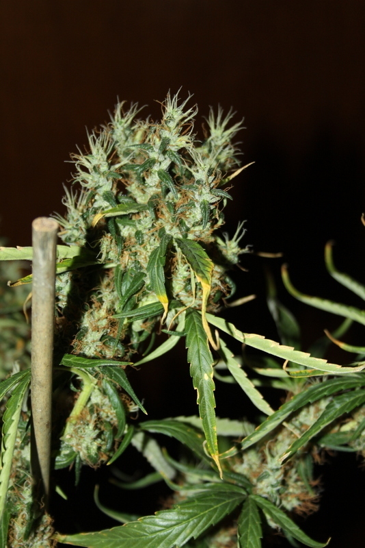 CBD Crew - CBD Mango Haze (fem.)