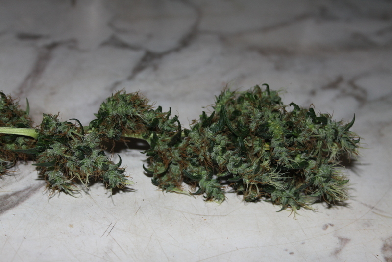 CBD Crew - CBD Mango Haze (fem.)