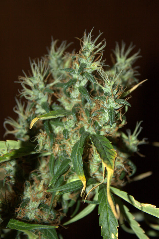 CBD Crew - CBD Mango Haze (fem.)