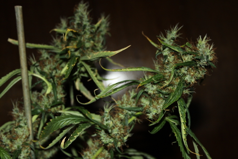 CBD Crew - CBD Mango Haze (fem.)