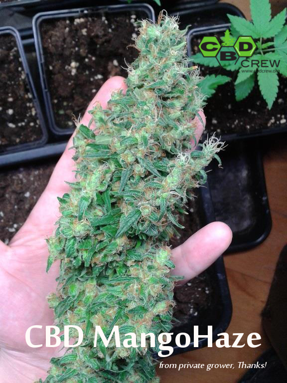 CBD Crew - CBD Mango Haze (fem.)