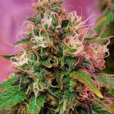CBD Crew - CBD OG Kush (fem.) 04145