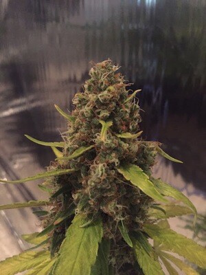 CBD Crew - CBD 3D (reg.) 04809