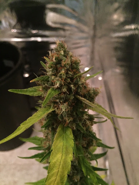 CBD Crew - CBD 3D (reg.)