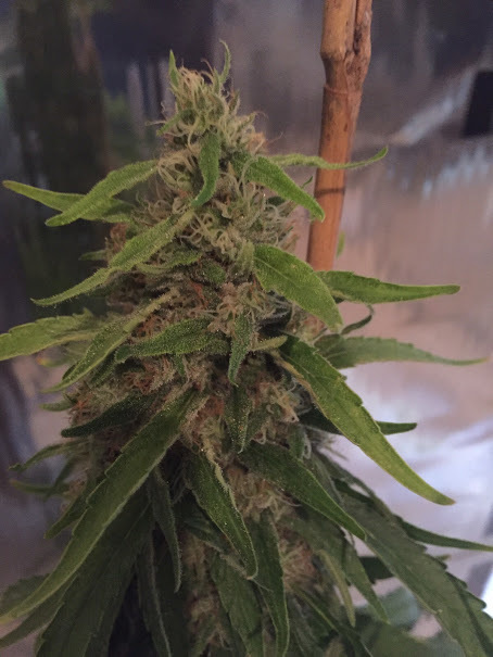 CBD Crew - CBD 3D (reg.)