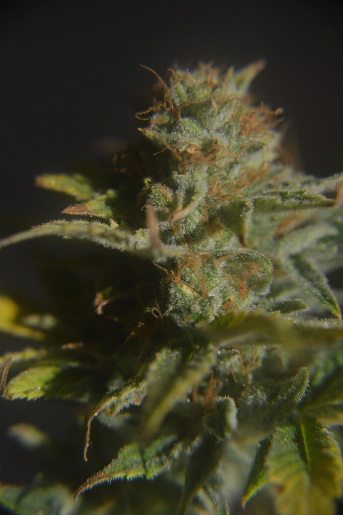 CBD Crew - CBD Divine (reg.)
