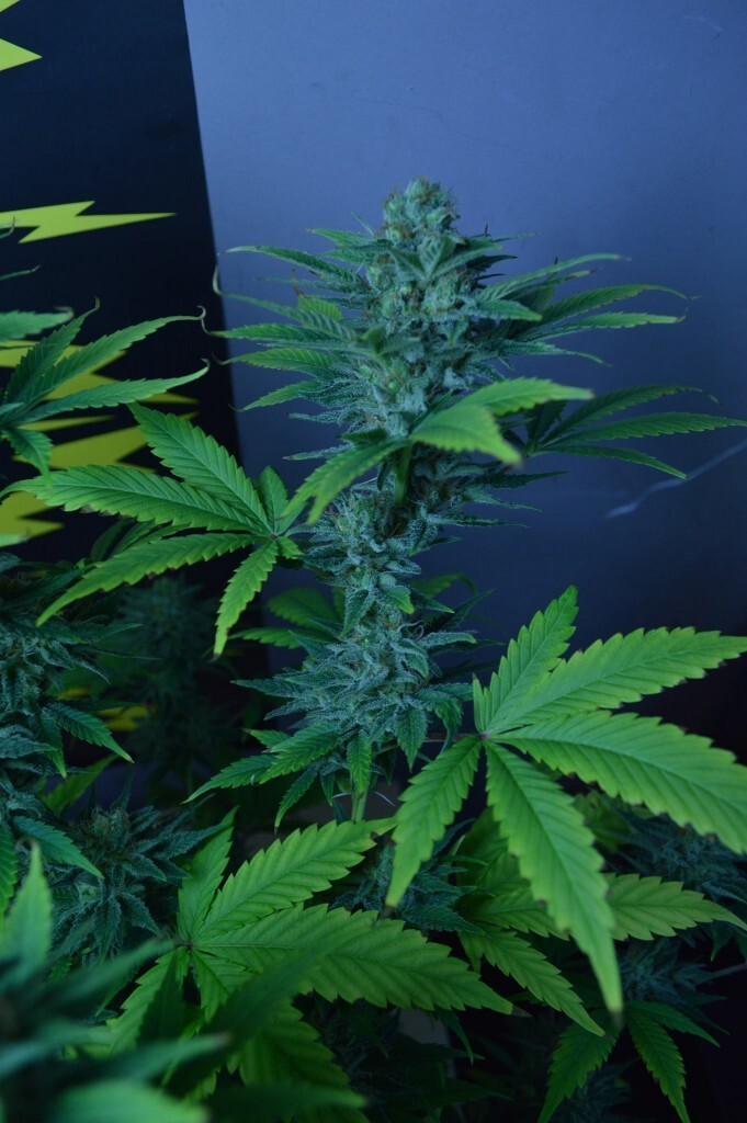 CBD Crew - CBD Divine (reg.)