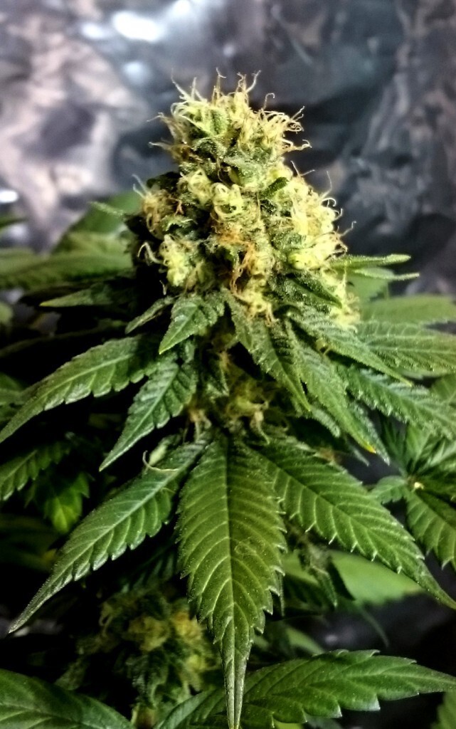 CBD Crew - CBD Divine (reg.)