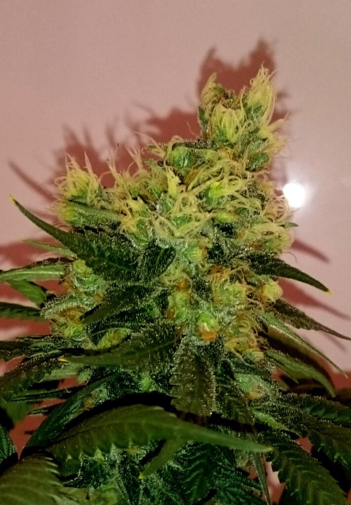 CBD Crew - CBD Divine (reg.)