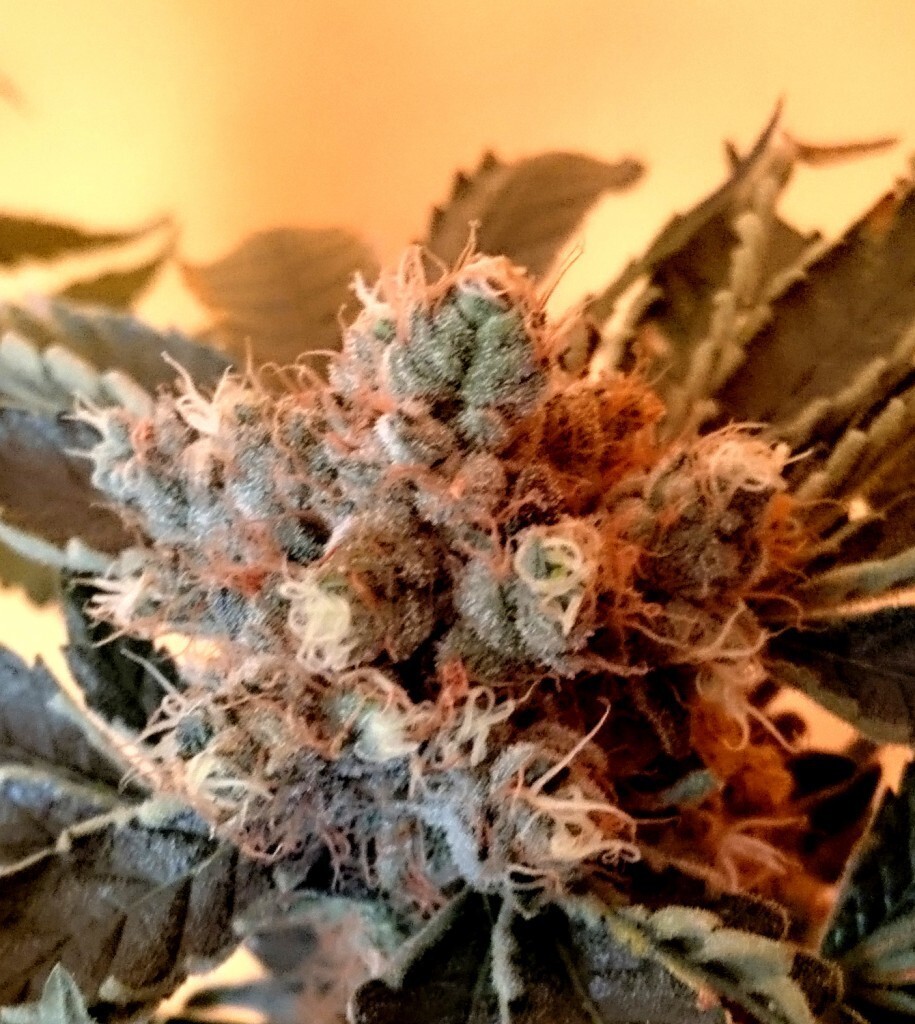CBD Crew - CBD Divine (reg.)