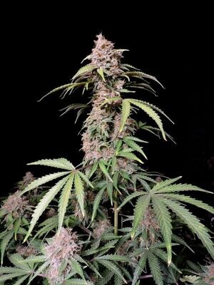 FastBuds - Amnesia Zkittlez Auto (auto/fem.) 08264