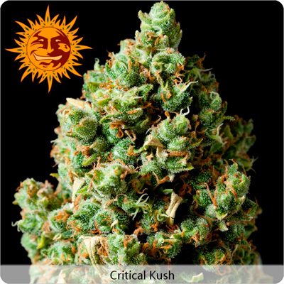 Barney's Farm - Critical Kush (fem.) 🏆