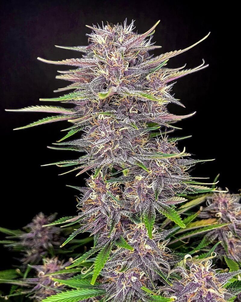 FastBuds - Banana Purple Punch Auto (auto/fem.) FastBuds - Banana Purple Punch Auto (auto/fem.)