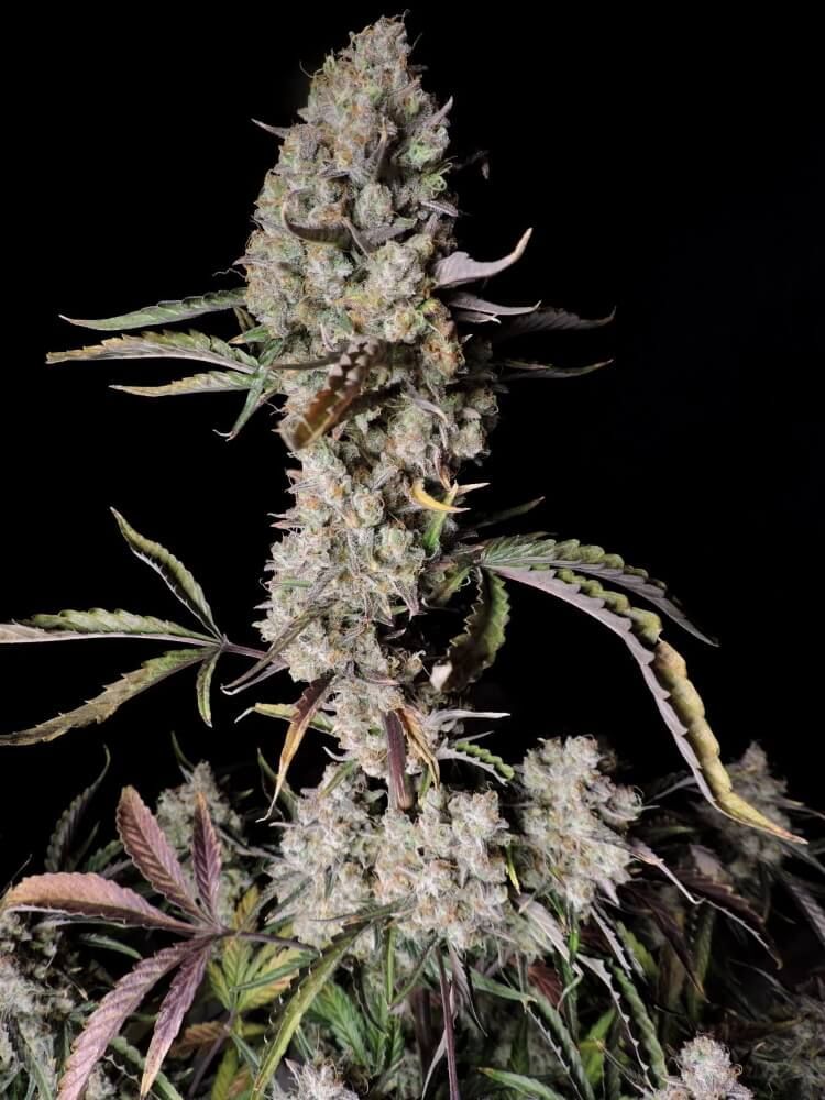 FastBuds - Gorilla Zkittlez Auto (auto/fem.)