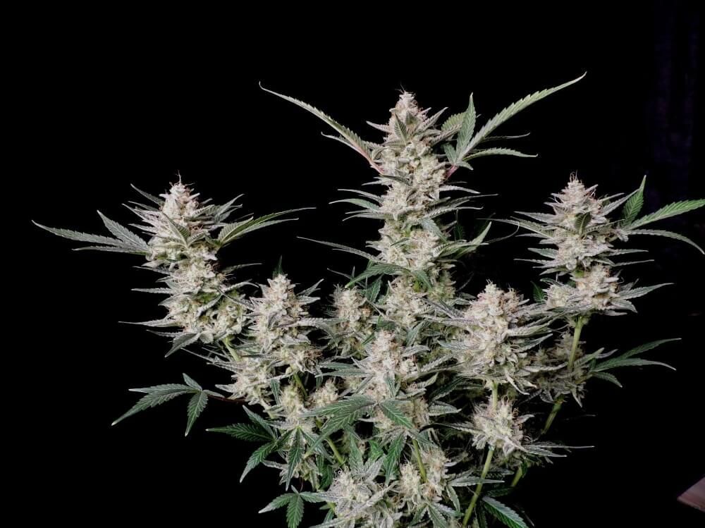 FastBuds - Strawberry Gorilla Auto (auto/fem.)
