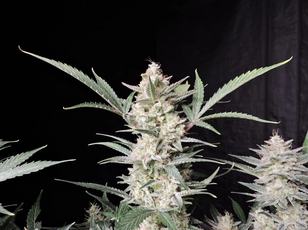 FastBuds - Strawberry Gorilla Auto (auto/fem.)
