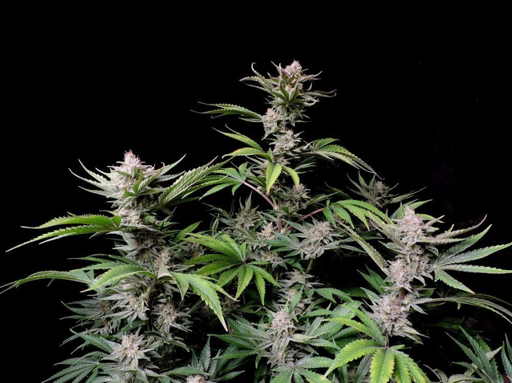 FastBuds - Cherry Cola Auto (auto/fem.)
