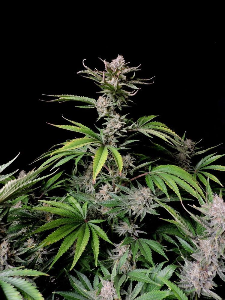FastBuds - Cherry Cola Auto (auto/fem.)