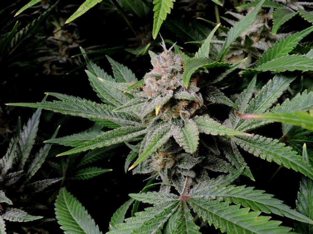 FastBuds - Cherry Cola Auto (auto/fem.)