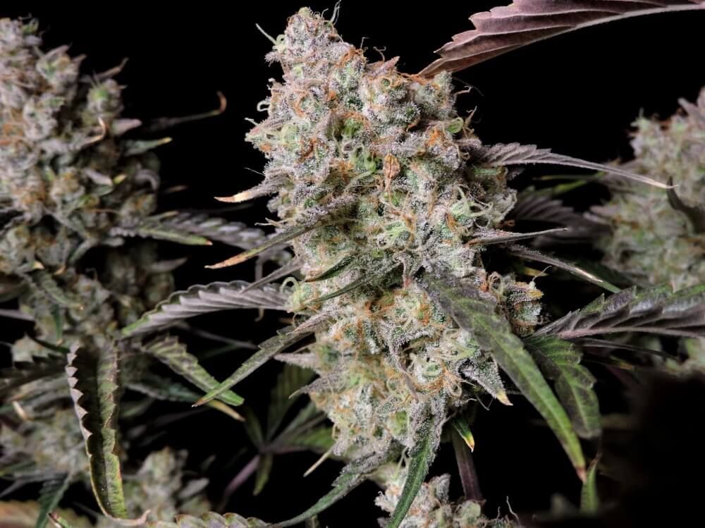 FastBuds - Gorilla Zkittlez Auto (auto/fem.)
