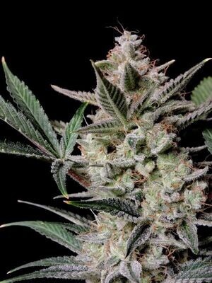 FastBuds - Strawberry Gorilla Auto (auto/fem.) 08268