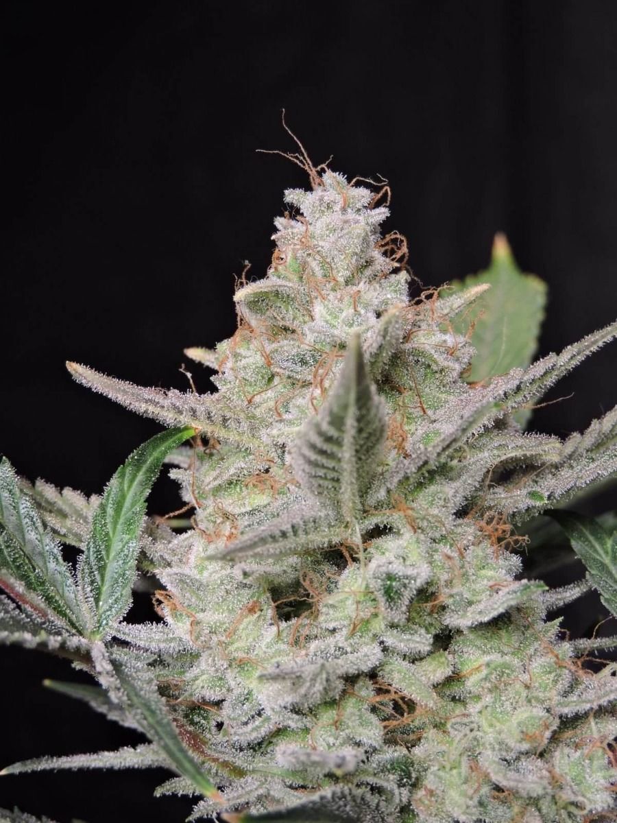 FastBuds - Strawberry Gorilla Auto (auto/fem.)