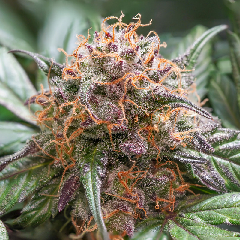 Dutch Passion - Auto Trichome and Cream (auto/fem.)