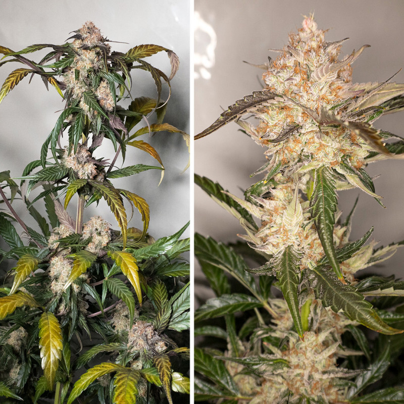 Dutch Passion - Auto Trichome and Cream (auto/fem.)