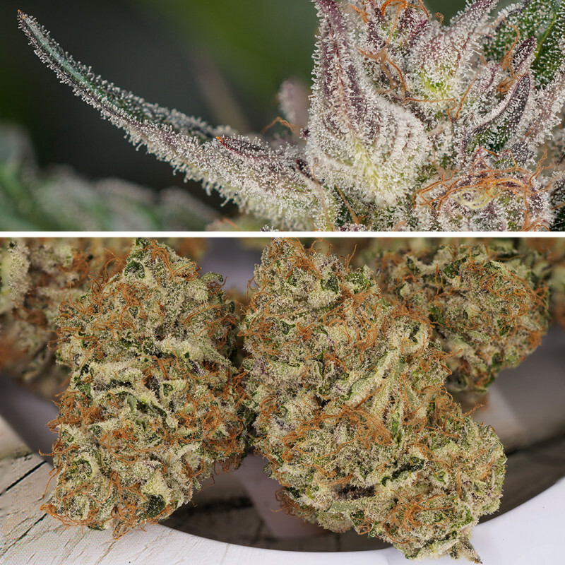 Dutch Passion - Auto Trichome and Cream (auto/fem.)