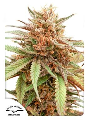 Dutch Passion - Durban Dew (fem.) 08277