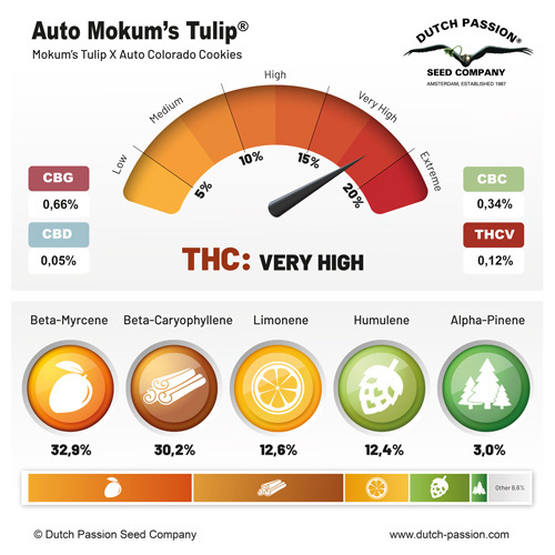 Dutch Passion - Auto Mokum's Tulip (auto/fem.)