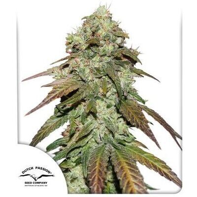 Dutch Passion - CBD Mazar (fem.) 08278