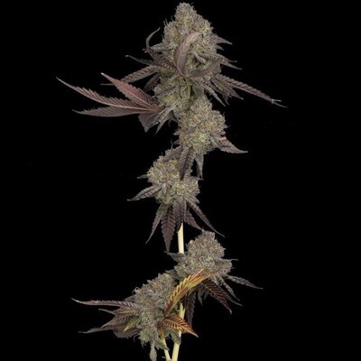 DNA Genetics - DNA Cake (fem.) 08286