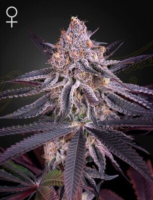 Green House Seeds - King's Juice (fem.) 08319