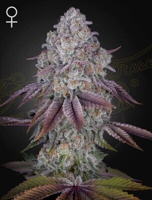 Green House Seeds - Persian Pie (fem.) 08292