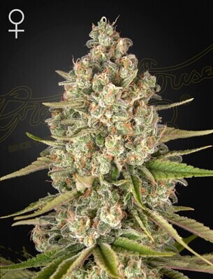 Green House Seeds - Lost Pearl (fem.) 08341