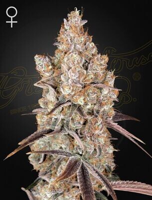 Green House Seeds - Holy Snow (fem.) 08322