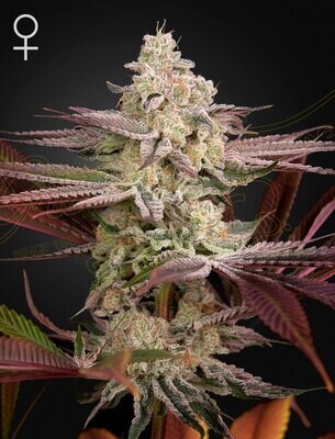 Green House Seeds - Chemical Bride (fem.) 08335