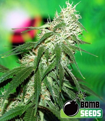 Bomb Seeds - Buzz Bomb (reg.) 04645