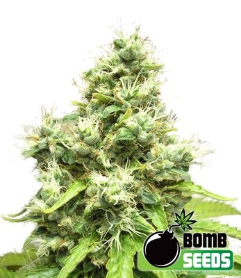 Bomb Seeds - Medi Bomb #1 (fem.) 00299