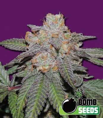 Bomb Seeds - Cherry Bomb Auto (auto/fem.) 00312