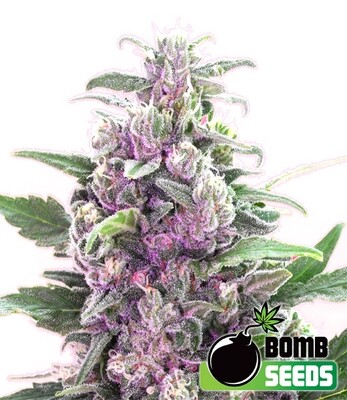 Bomb Seeds - THC Bomb (reg.) 04655