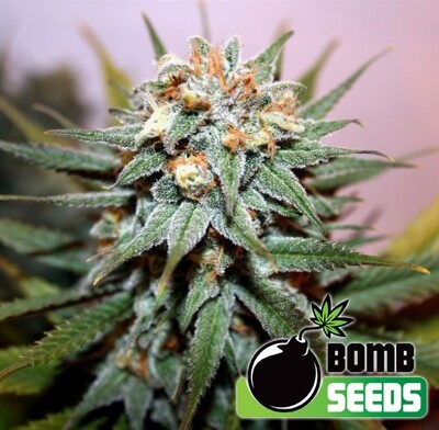 Bomb Seeds - Hash Bomb (fem.) 00297