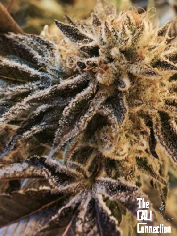 The Cali Connection - Corleone Kush (reg.) 🇺🇸