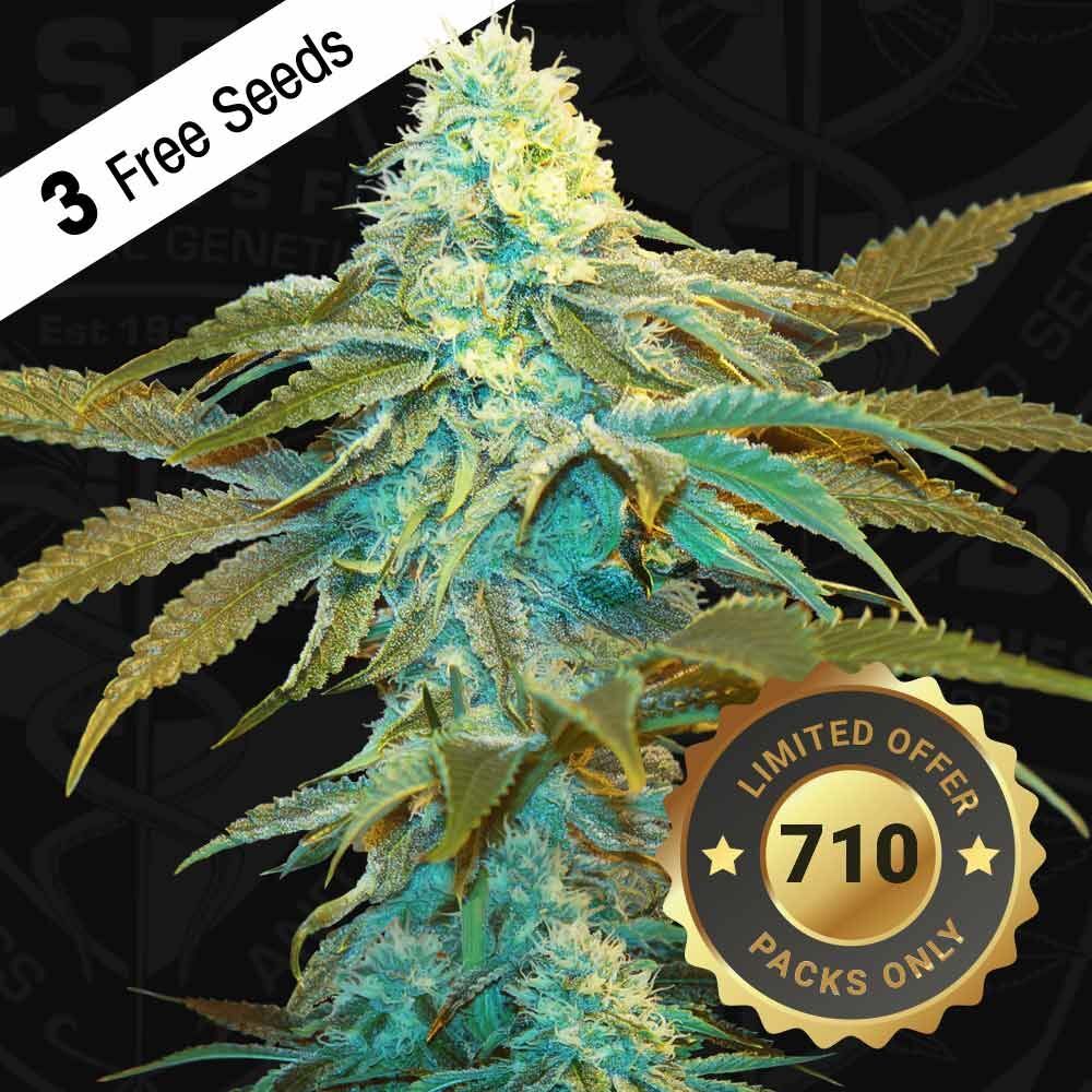 T.H. Seeds - Vanilla Sundae (fem.)
