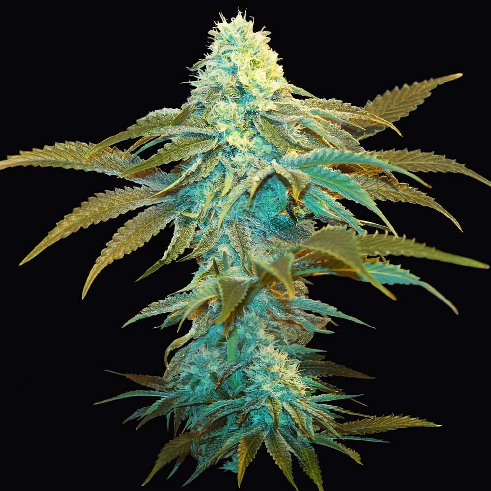 T.H. Seeds - Vanilla Sundae (fem.)