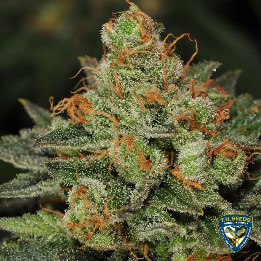 T.H. Seeds - Bubblegum 710 Special Pack (fem.)